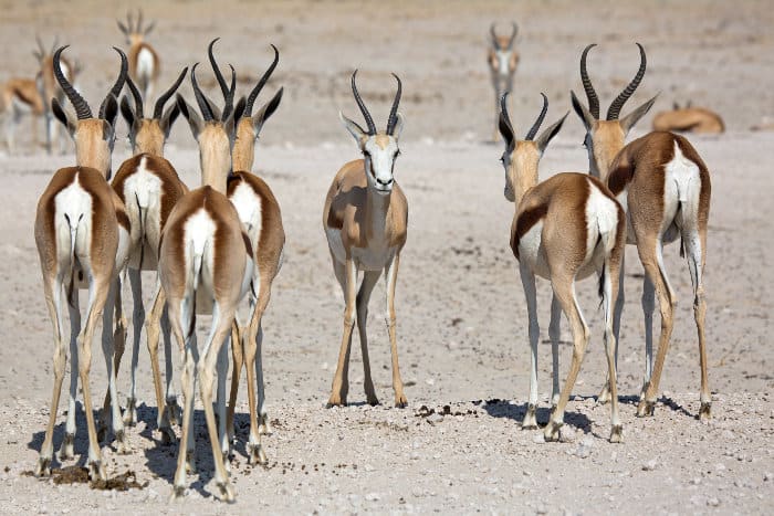 Springbok put on a funny choreography in Etosha National Park