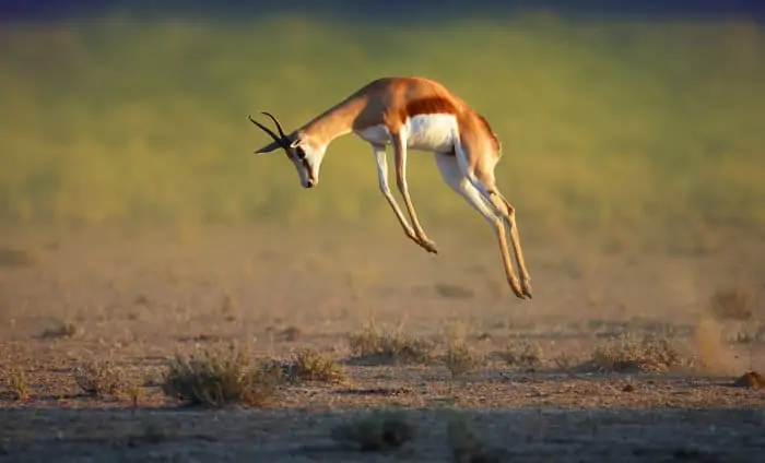 Joyous springbok showing off its pronking skills