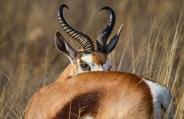 Springbok ram looking over his shoulder