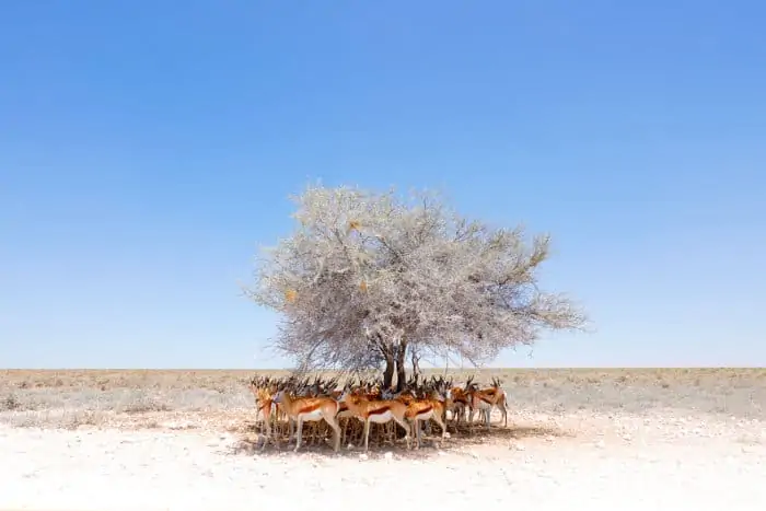 Springbok resting under a tree to avoid midday heat
