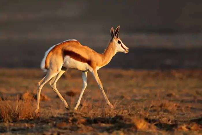 Springbok antelope showing its patch of white hair in late afternoon light
