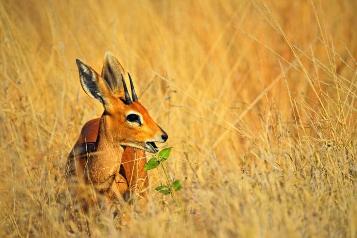 Steenbok eating green leaves, with golden background