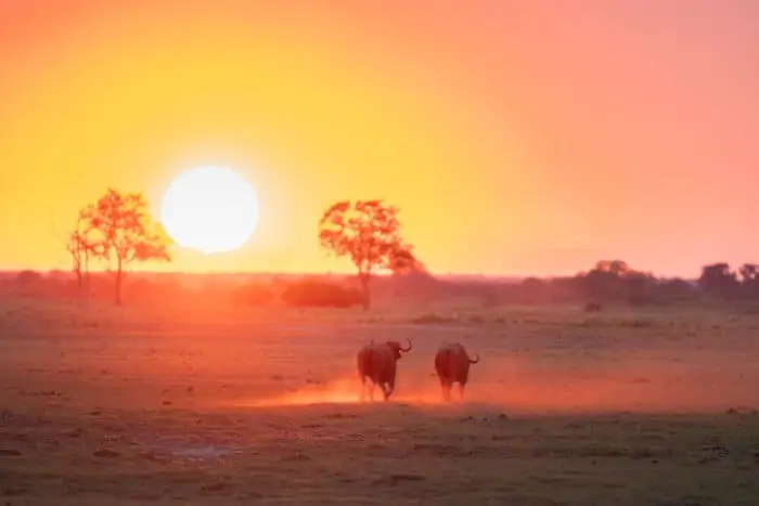 Two buffalo running "into" the sunset