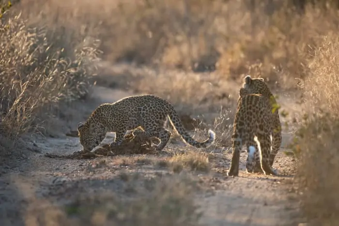 Two young leopards having fun in Sabi Sand
