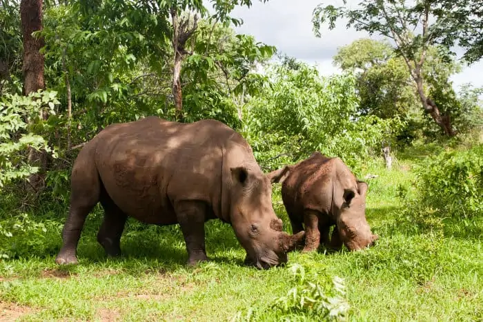 White rhinoceros with baby in Mosi-oa Tunya National Park