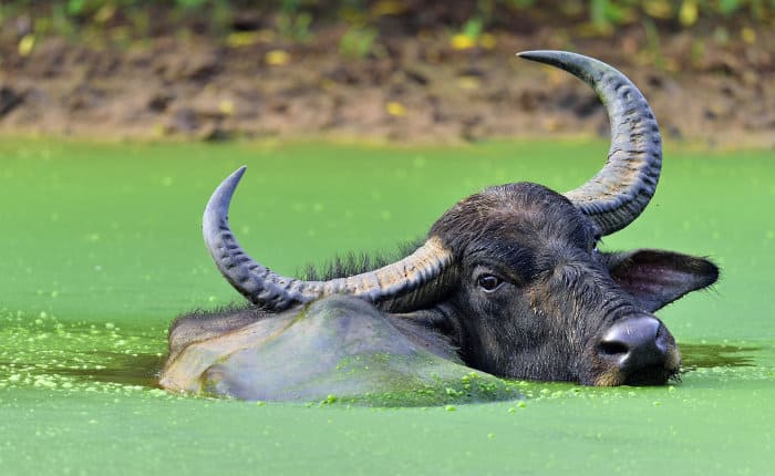 Wild water buffalo having a swim in Sri Lanka