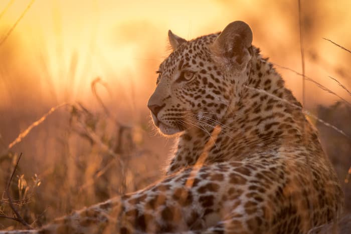 Young leopard resting on a termite mound, with magnificent sunset colours