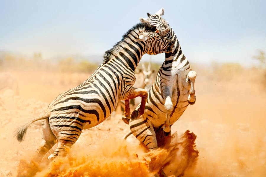 Zebra fighting in Etosha