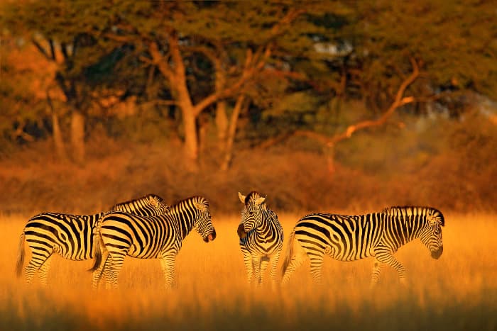Zebra family in beautiful evening light, Hwange