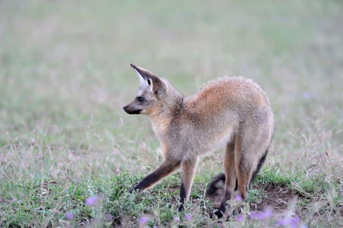 Bat-eared fox photographed on a grassland in Tanzania