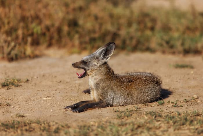 Bat-eared fox yawning, showing its teeth