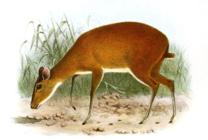 Bates’s pygmy antelope, illustrated by Herbert Goodchild