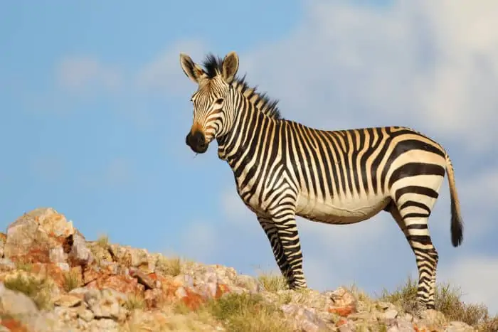 Cape mountain zebra in rocky area