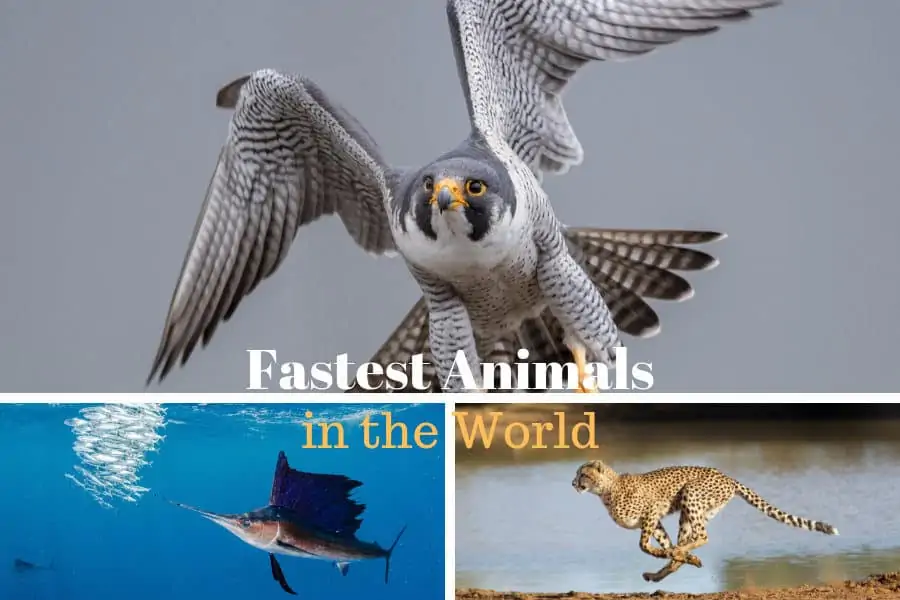 The fastest animals in the world