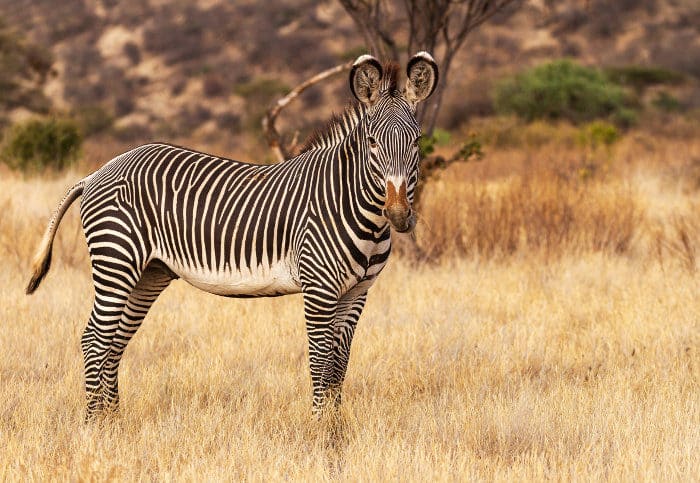 The pattern on the zebra' s back must transform from vertical stripes