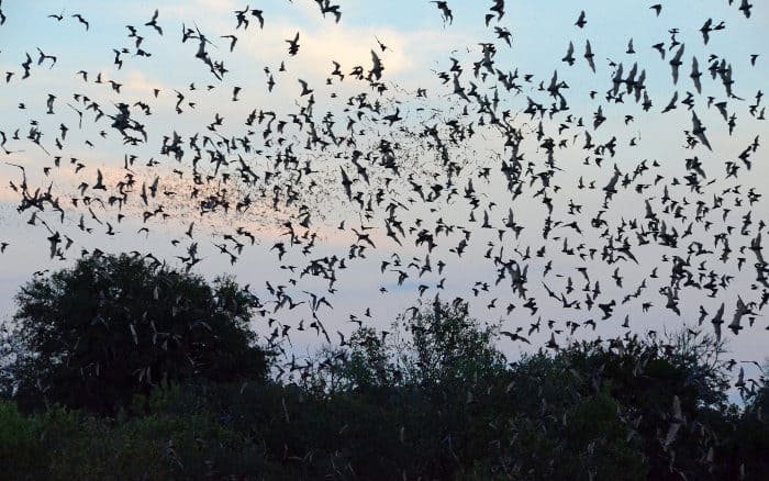 Mexican free-tailed bats emerging from a cave in Texas