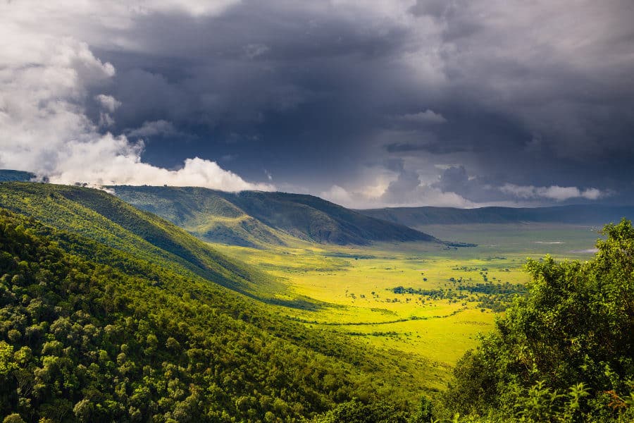 Forest area on the rim of Ngorongoro Crater
