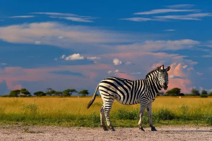Plains zebra photographed at Nxai Pan