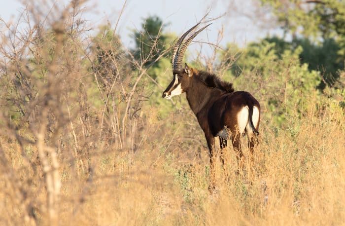 Sable antelope in the Linyanti