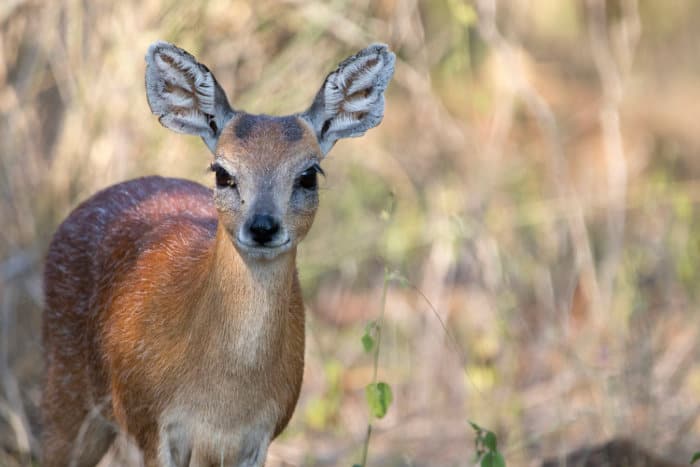 Sharpe’s grysbok portrait