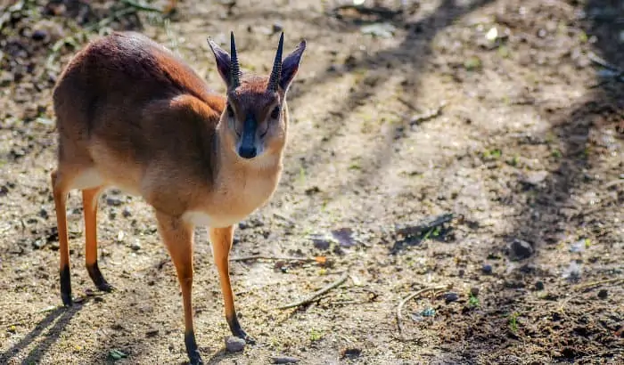 Suni antelope in South Africa
