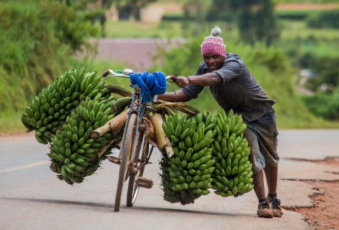 Young man with huge load of bananas on his bicycle