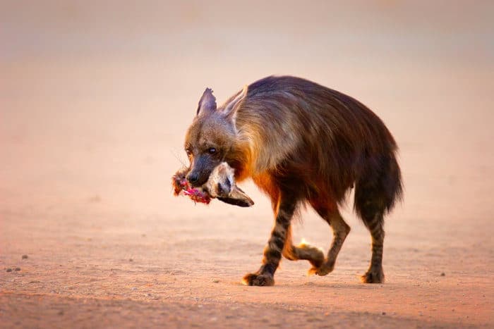 Brown hyena with a bat-eared fox's head in its mouth