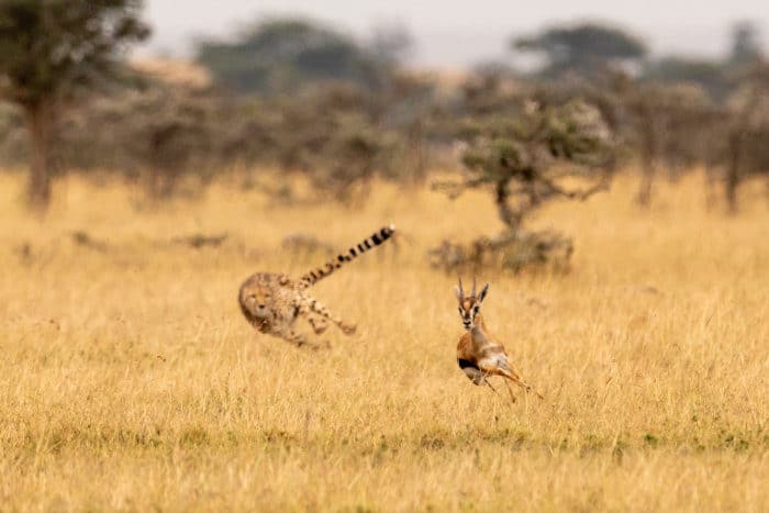 Cheetah chasing Thomson's gazelle