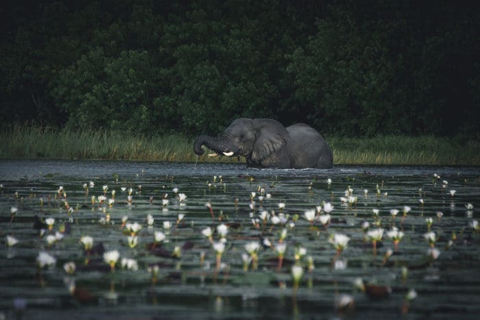 Elephant crossing the Linyanti river