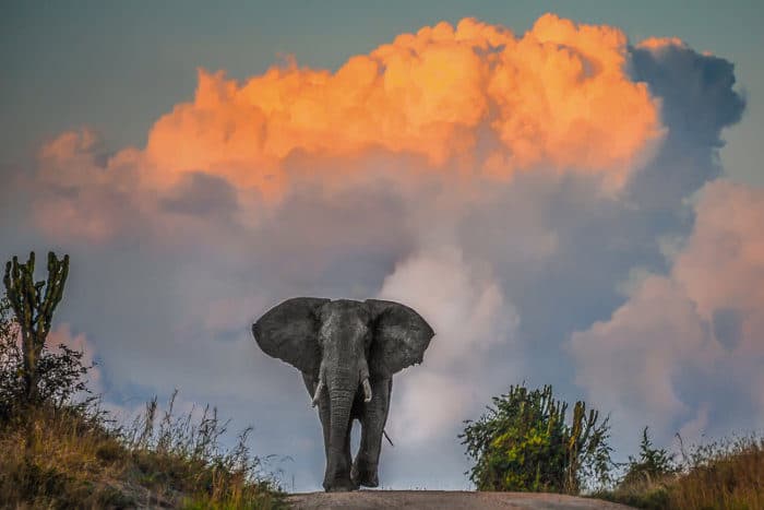 Majestic elephant in musth at sunset