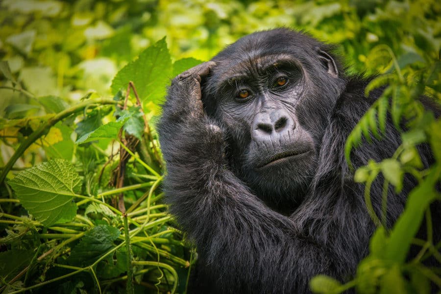 Female mountain gorilla poses for the perfect shot in Bwindi