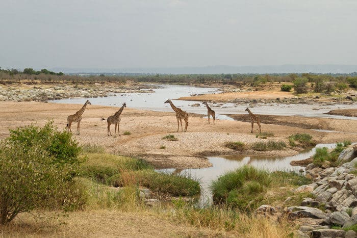 Giraffe family next to the Mara river, in Northern Serengeti