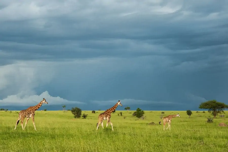 Tower of giraffe in Murchison plains