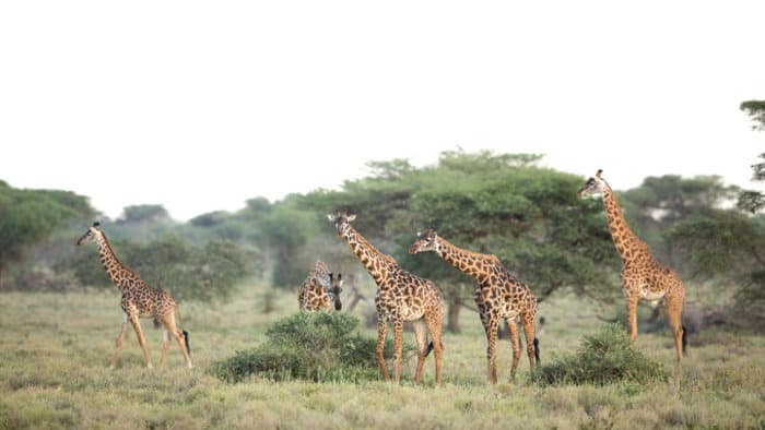 Tower of Masai giraffe in Ndutu