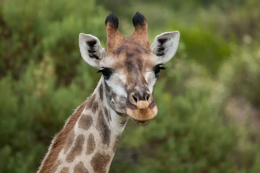 Pretty giraffe close-up picture in the African wilderness