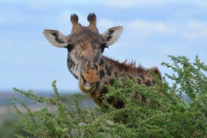 What Sound Does a Giraffe Make? You're in for a Beautiful Surprise