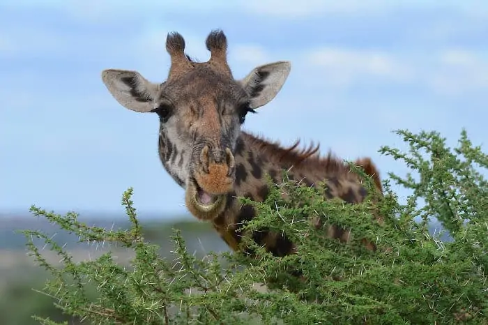 Giraffe feeding on Acacia leaves in the Serengeti