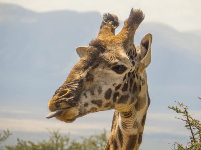 Wild giraffe with tongue sticking out