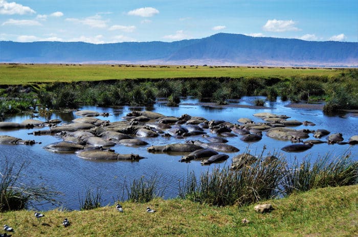 Hippo pool in Ngorongoro Crater
