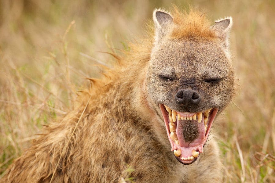 Spotted hyena grimacing