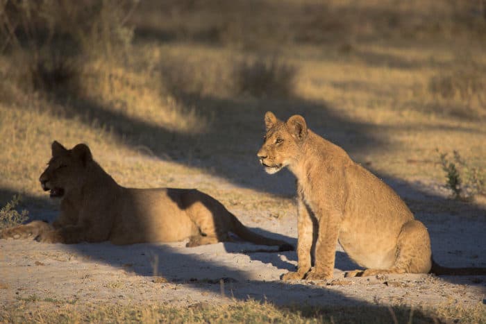 Two lion cubs, one in the light and the other in shadow, staring at something