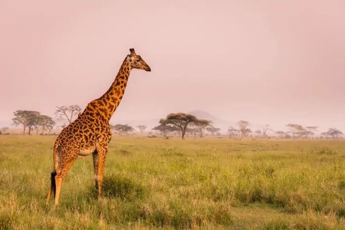 Male giraffe in the morning sun