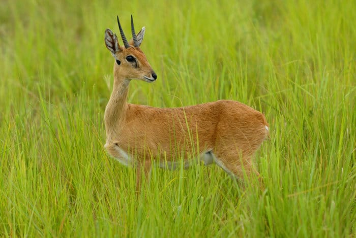 Male oribi in Murchison Falls National Park
