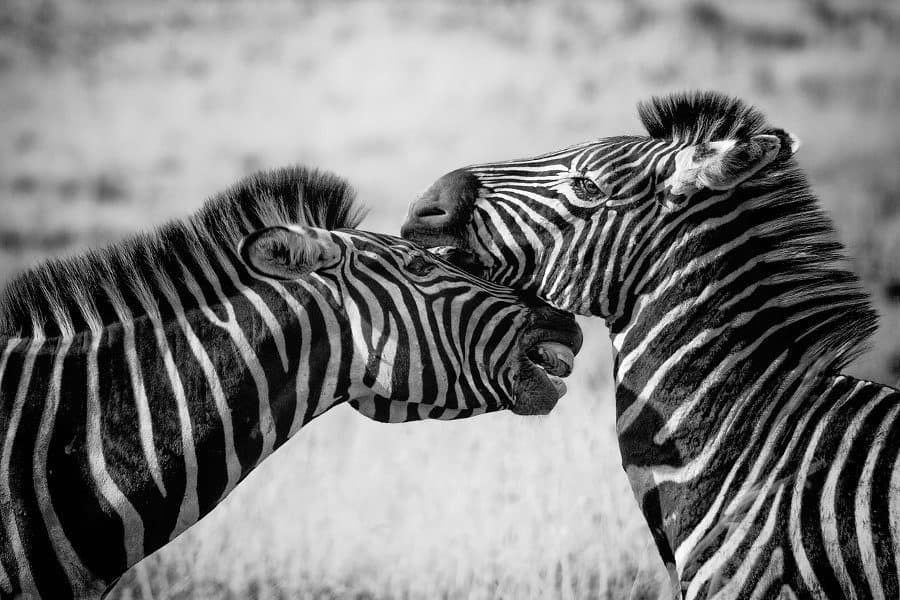 Zebra in black and white - arguing