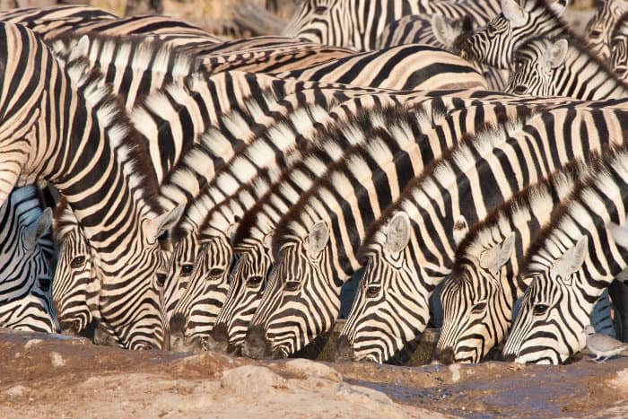 Zebra drinking at a local waterhole in Namibia