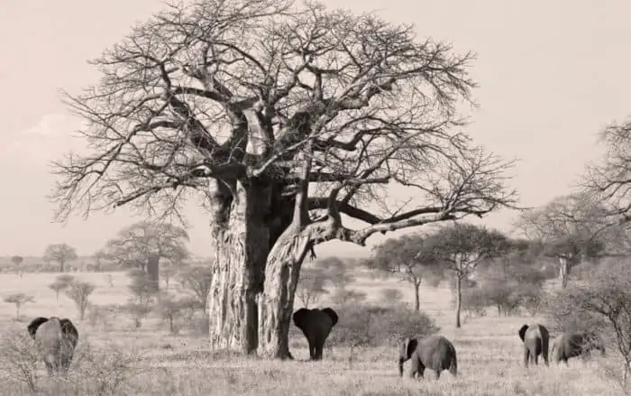 Elephants under large baobab tree, black and white