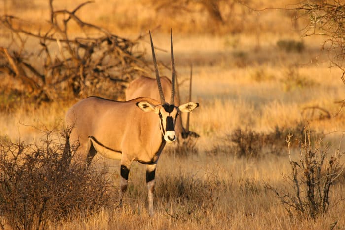 Beisa oryx in late afternoon light in Samburu