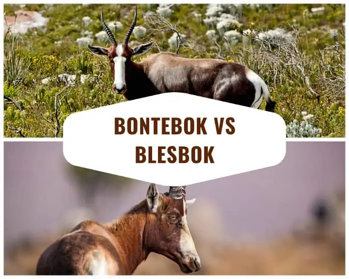 Bontebok vs Blesbok