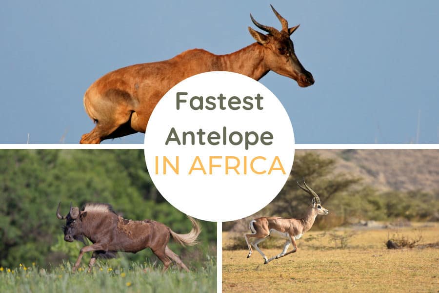 The fastest antelope species in Africa