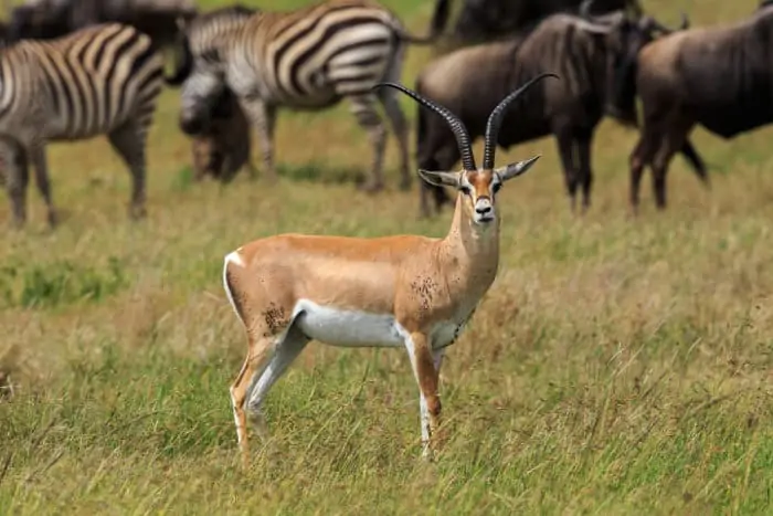 Grant's gazelle covered in flies, with zebra and wildebeest in the background